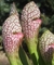 Natural Sarracenia Hybrids